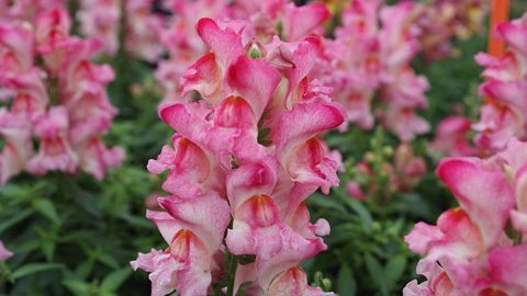 © N.P.K. Distribution, Saint-Ferréol-d’Auroure (43).